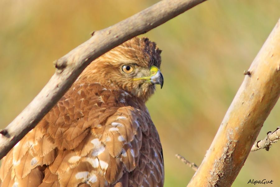 Common Buzzard