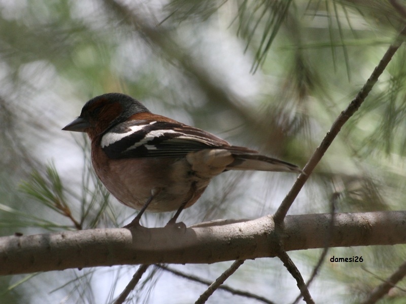 Eurasian Chaffinch