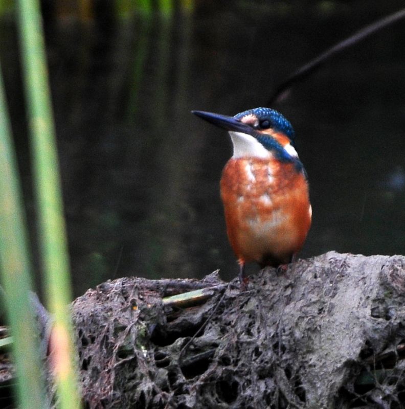 Common Kingfisher