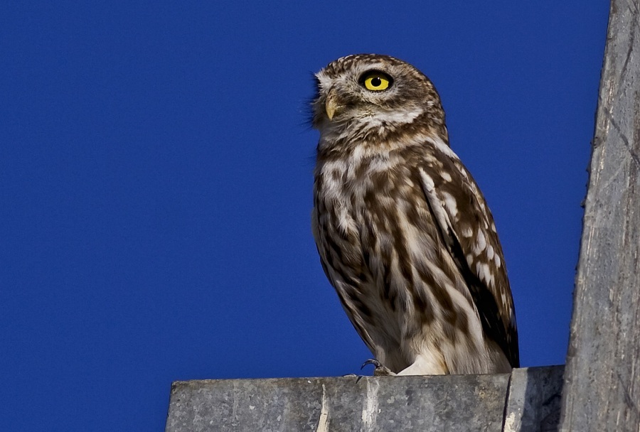 Little Owl