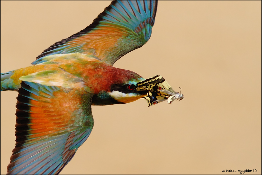 European Bee-eater