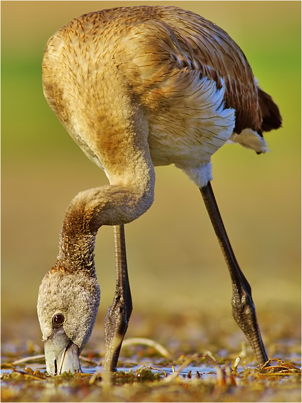 Greater Flamingo