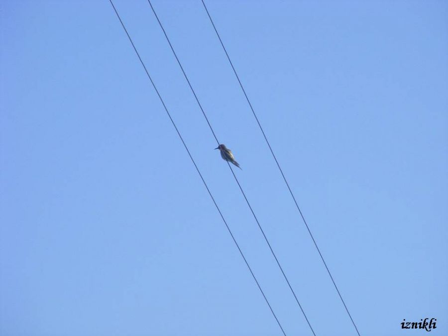 European Bee-eater