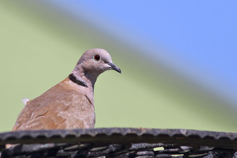 Eurasian Collared Dove