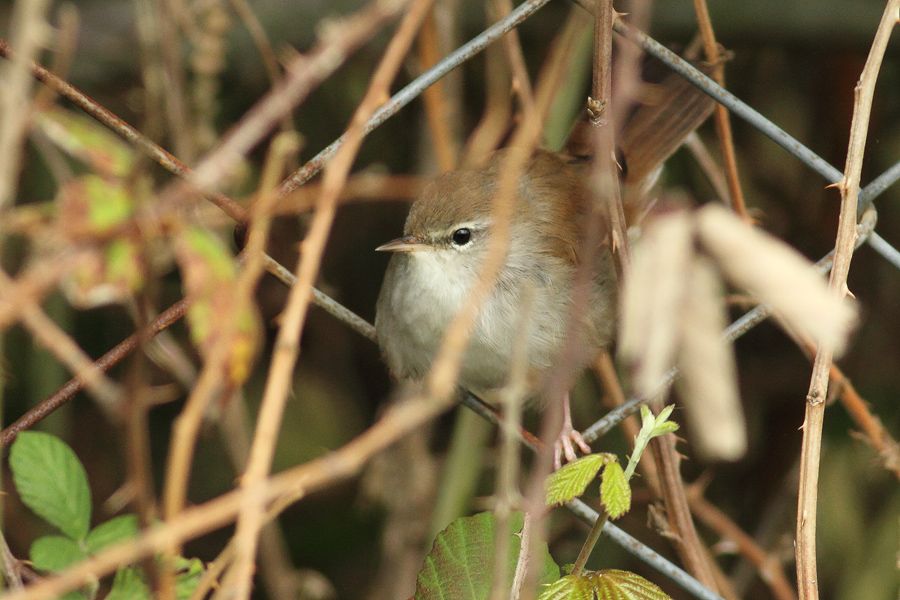 Cetti`s Warbler