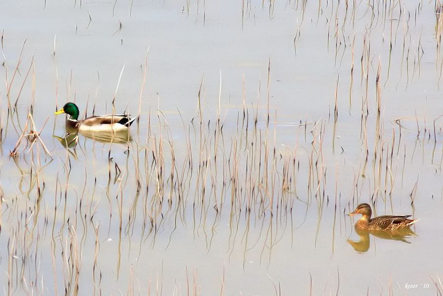Mallard