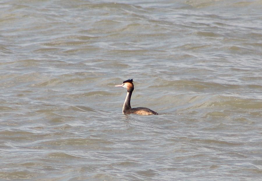 Great Crested Grebe