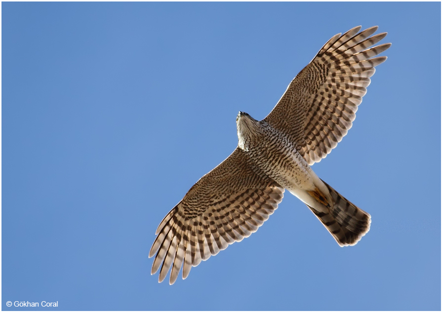 Eurasian Sparrowhawk