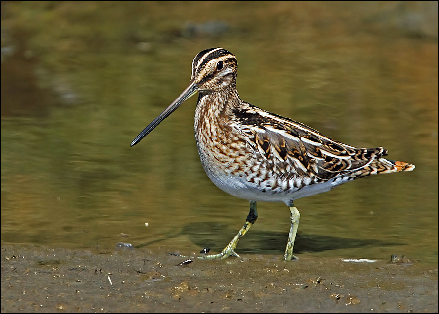 Common Snipe
