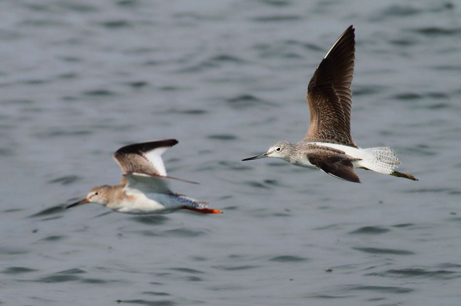 Common Greenshank