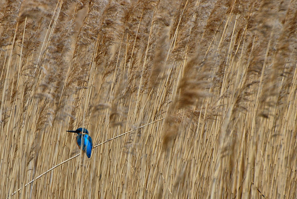 Common Kingfisher