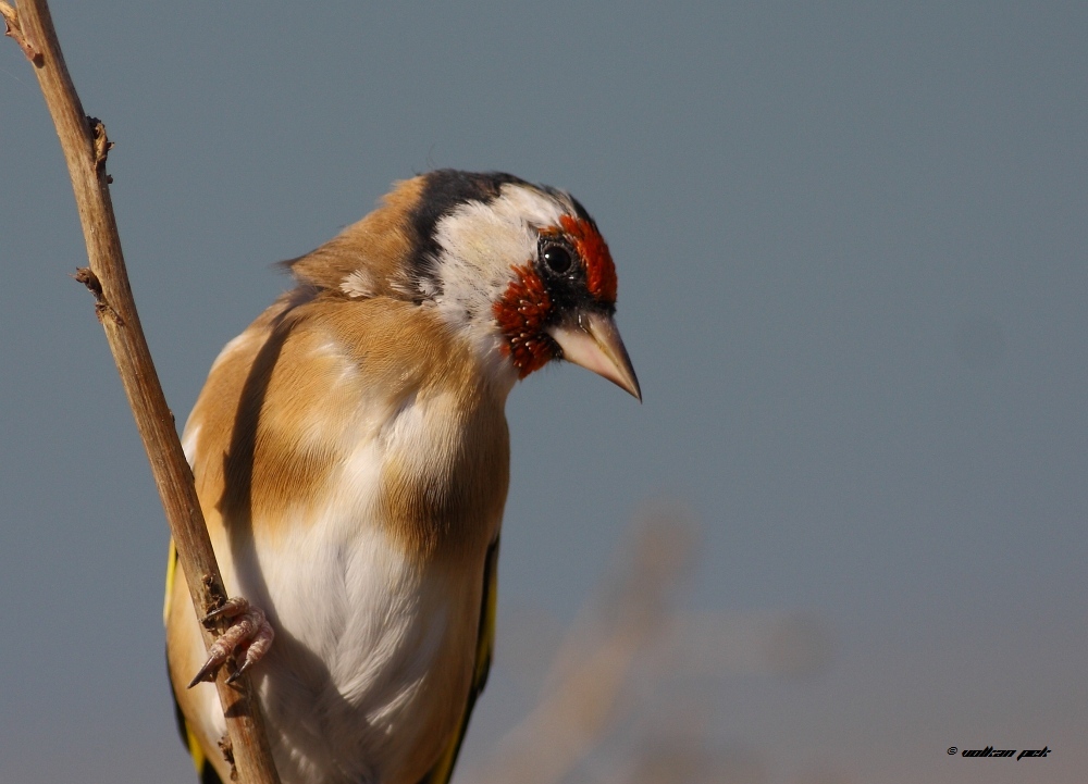 European Goldfinch
