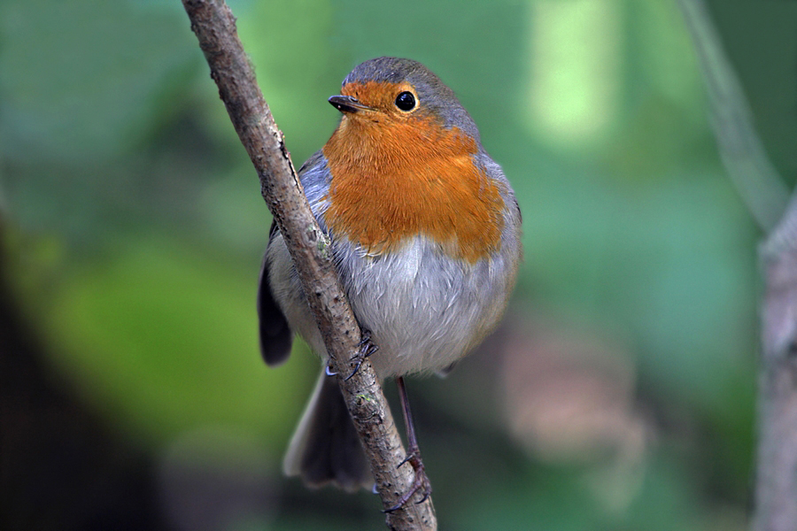 European Robin