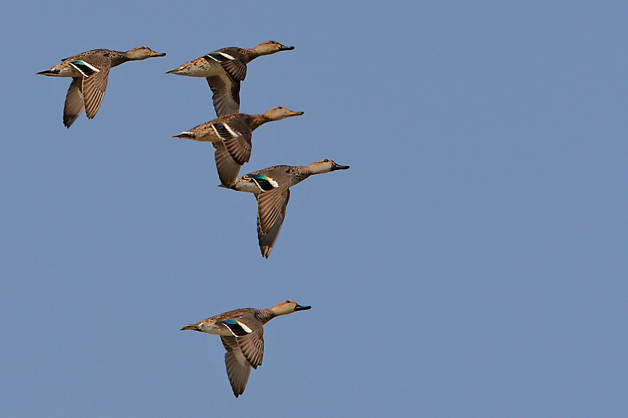 Eurasian Teal
