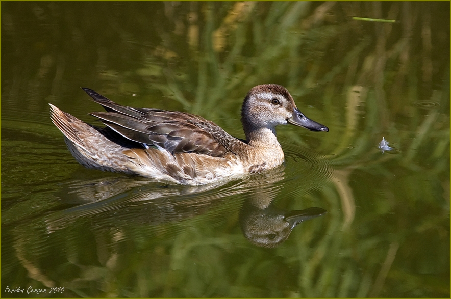 Garganey