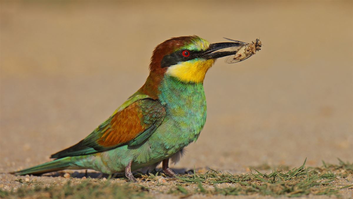 European Bee-eater