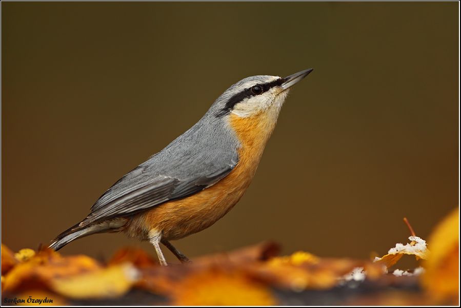 Eurasian Nuthatch