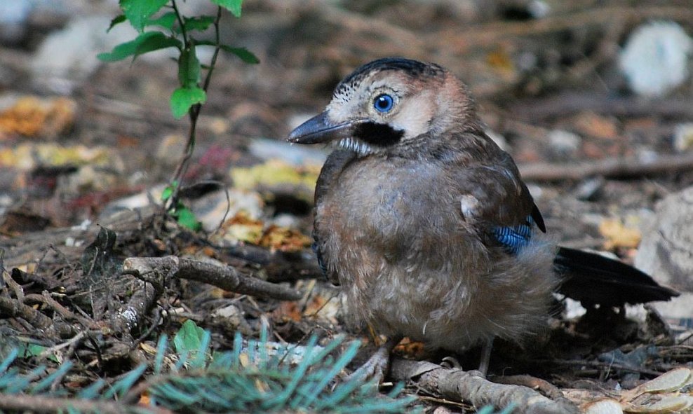 Eurasian Jay