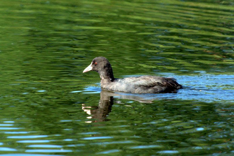 Eurasian Coot