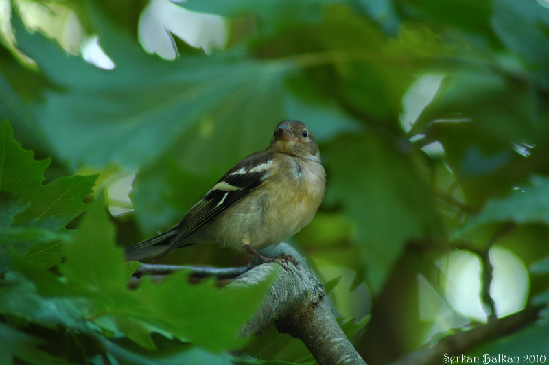 Eurasian Chaffinch