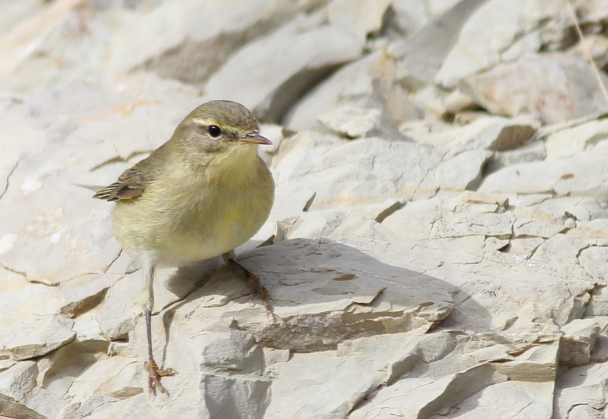 Willow Warbler