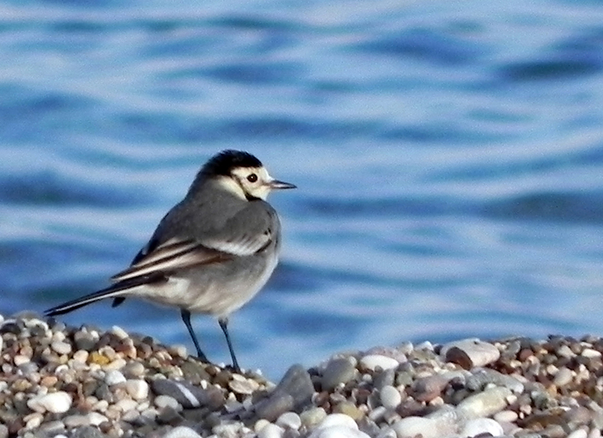 Ak Kuyruksallayan
