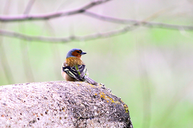 Eurasian Chaffinch