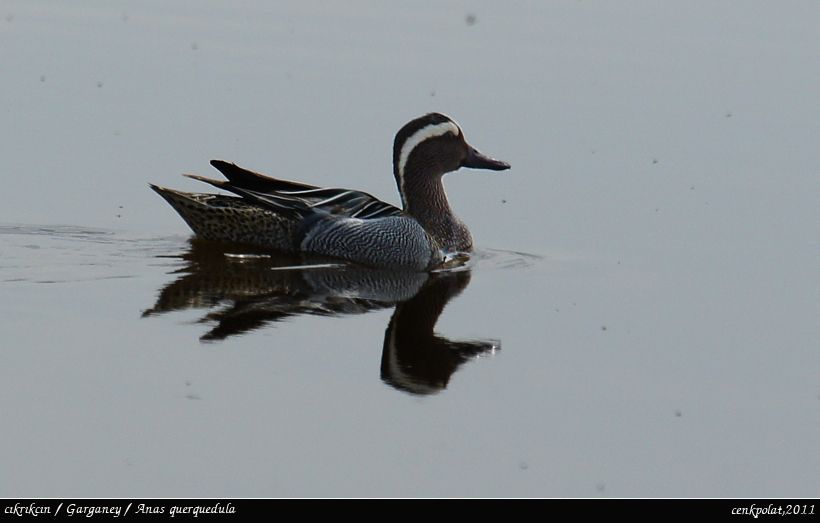 Garganey
