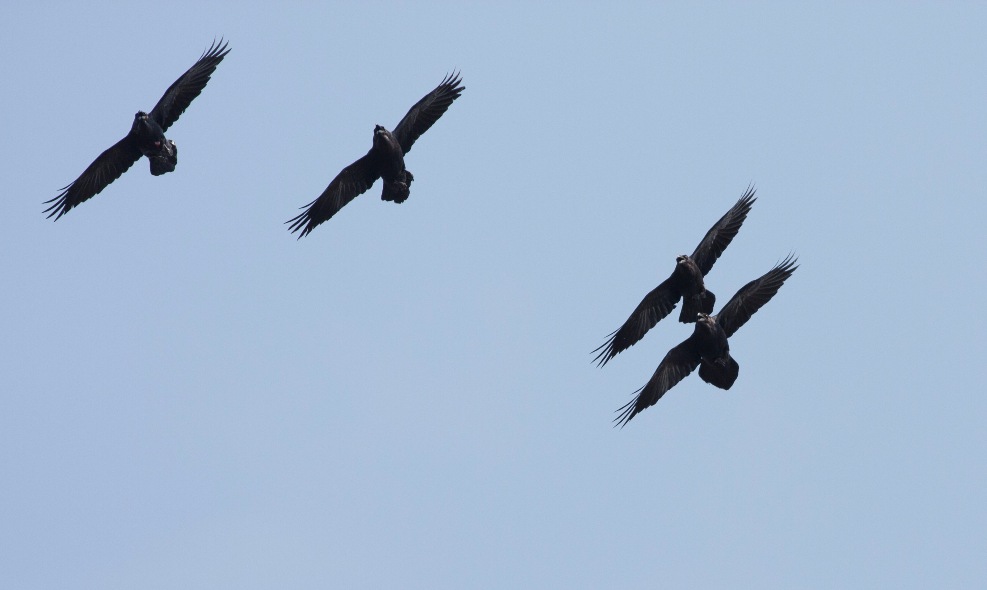 Northern Raven