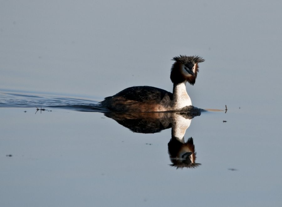 Great Crested Grebe