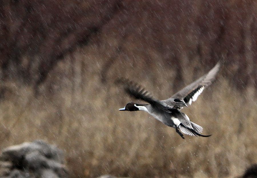 Northern Pintail