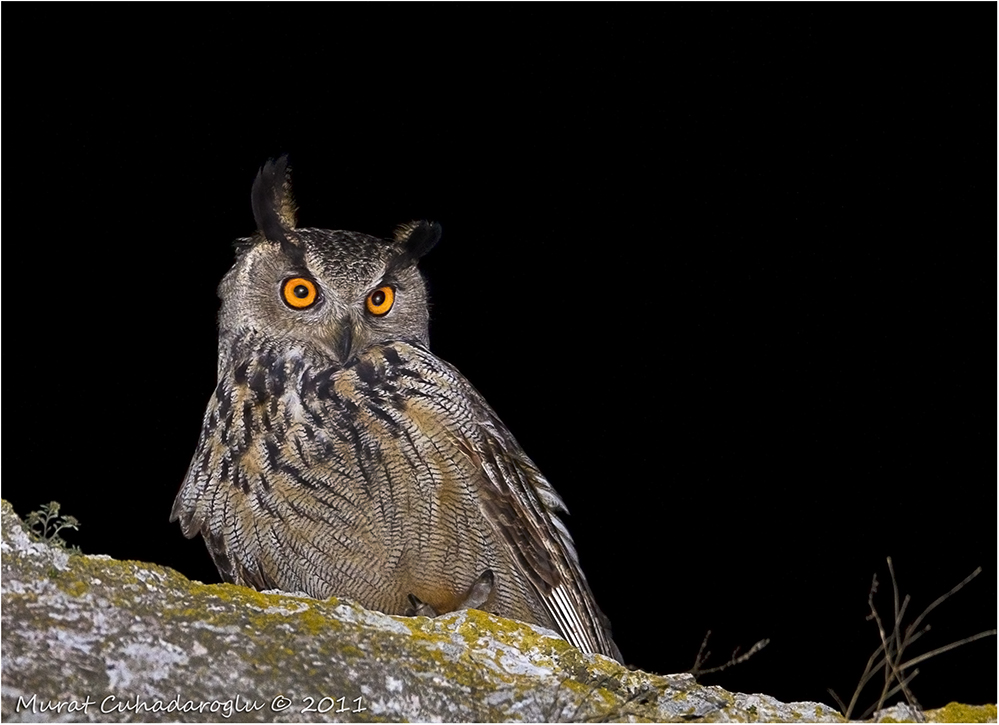 Eurasian Eagle-Owl
