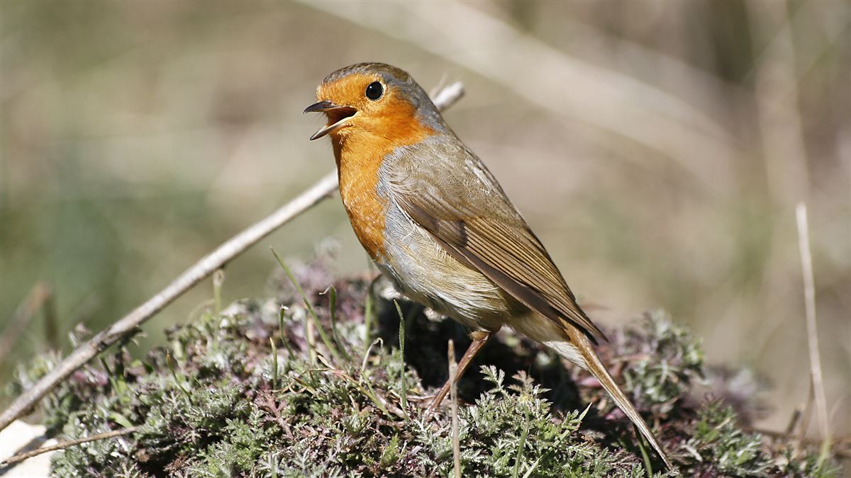 European Robin