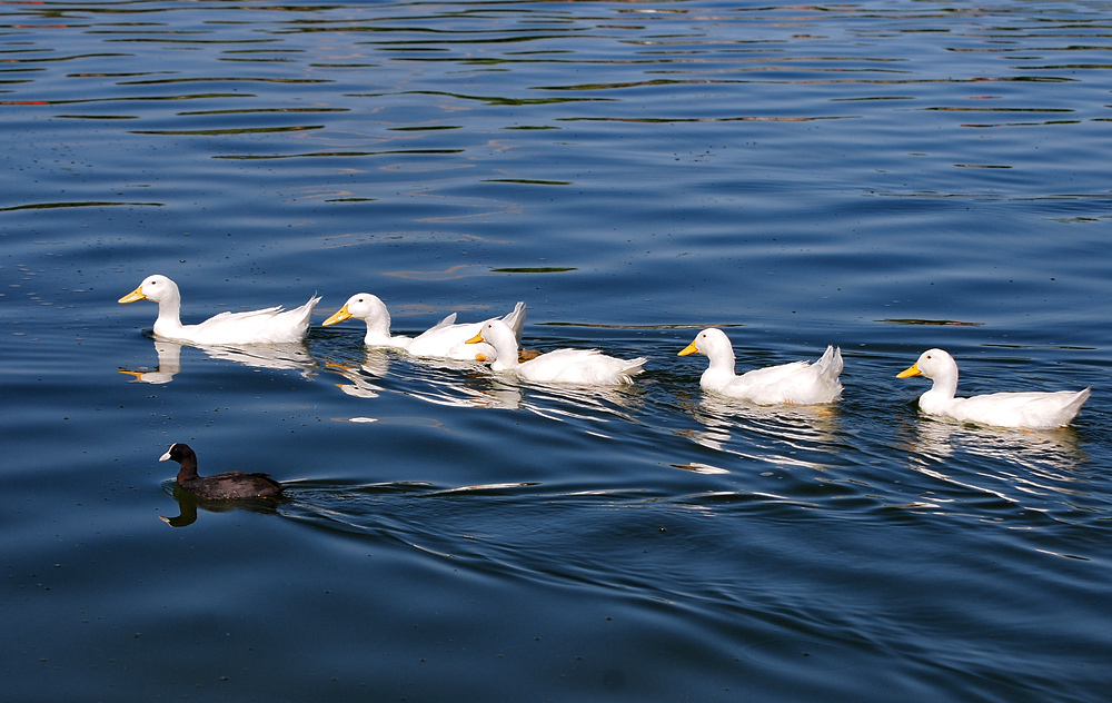 Eurasian Coot
