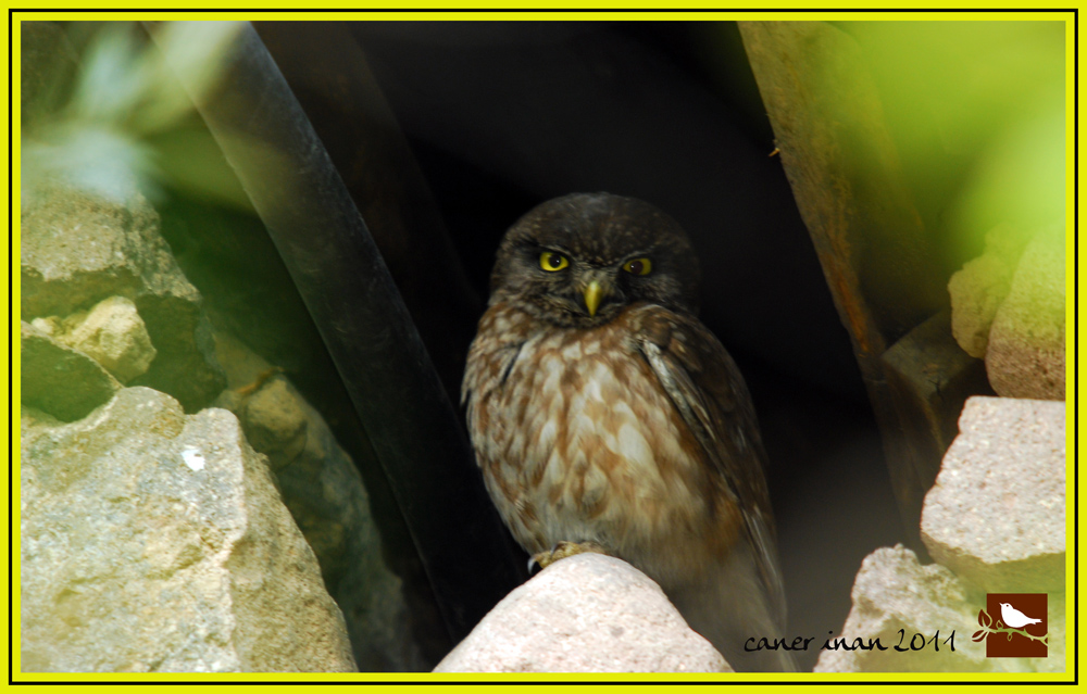 Little Owl