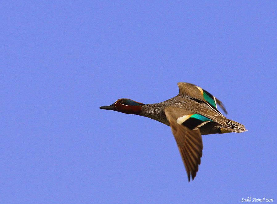 Eurasian Teal