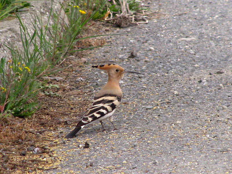 Common Hoopoe