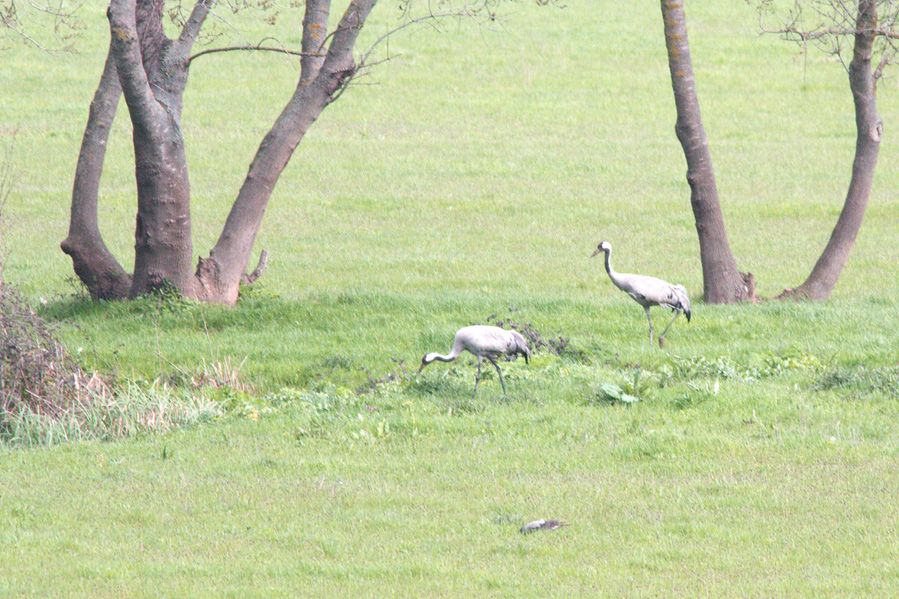 Common Crane