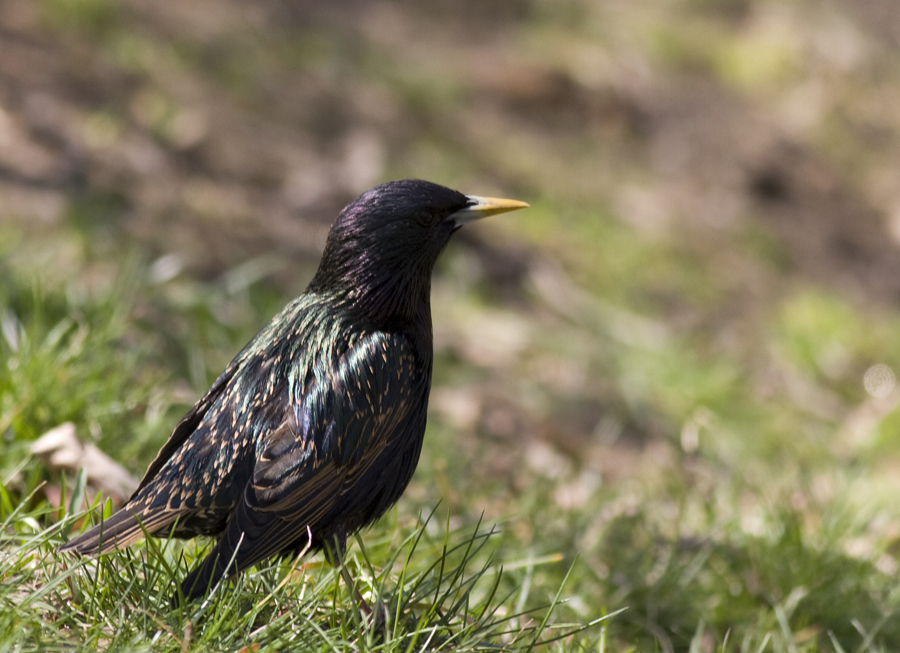 Common Starling