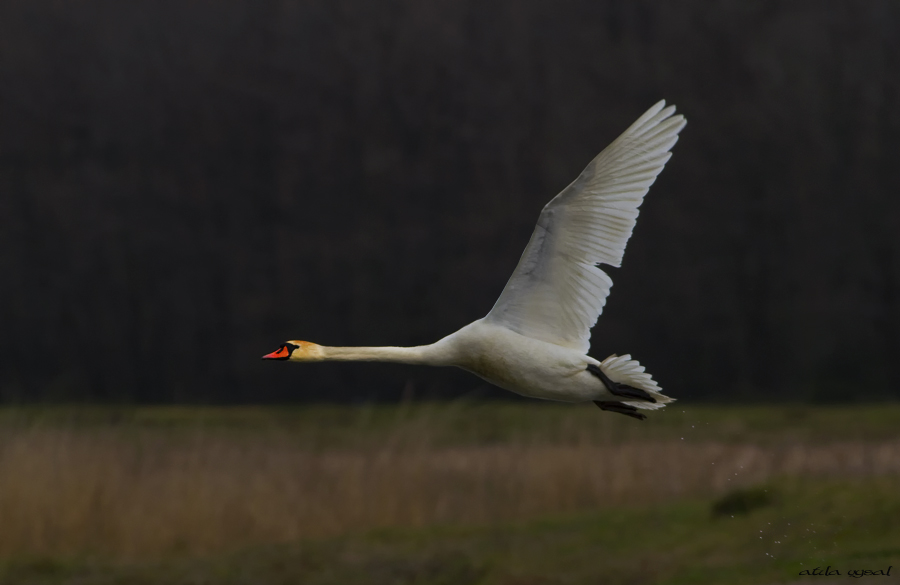 Mute Swan