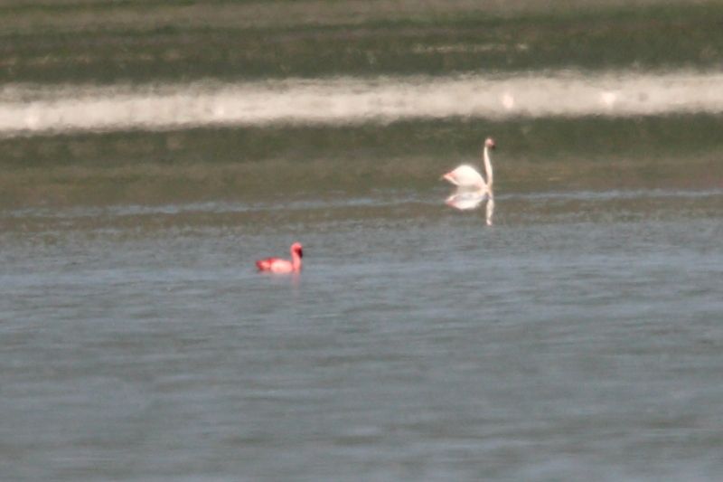Küçük Flamingo