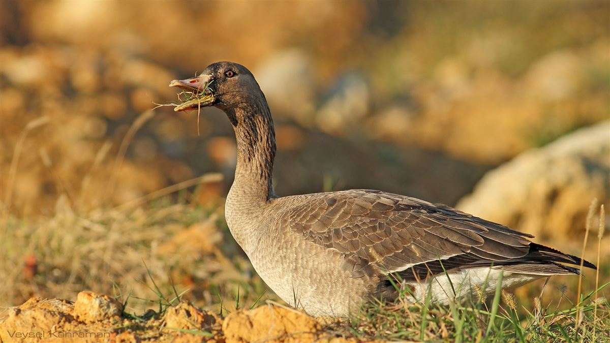 Sakarca