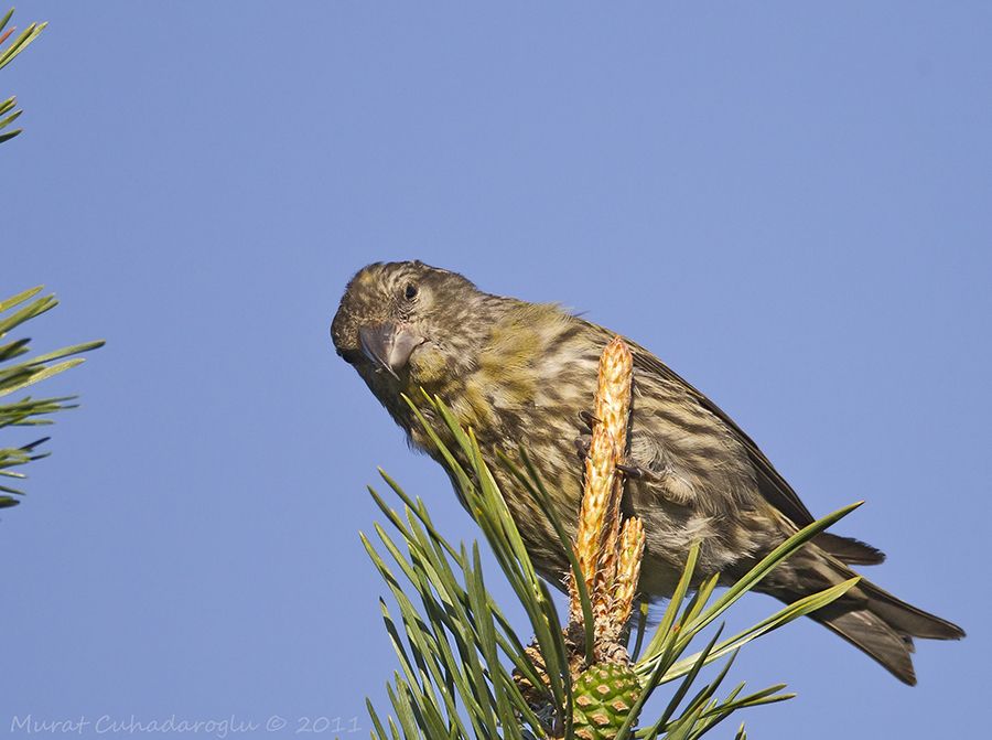Red Crossbill