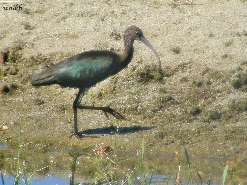Glossy Ibis