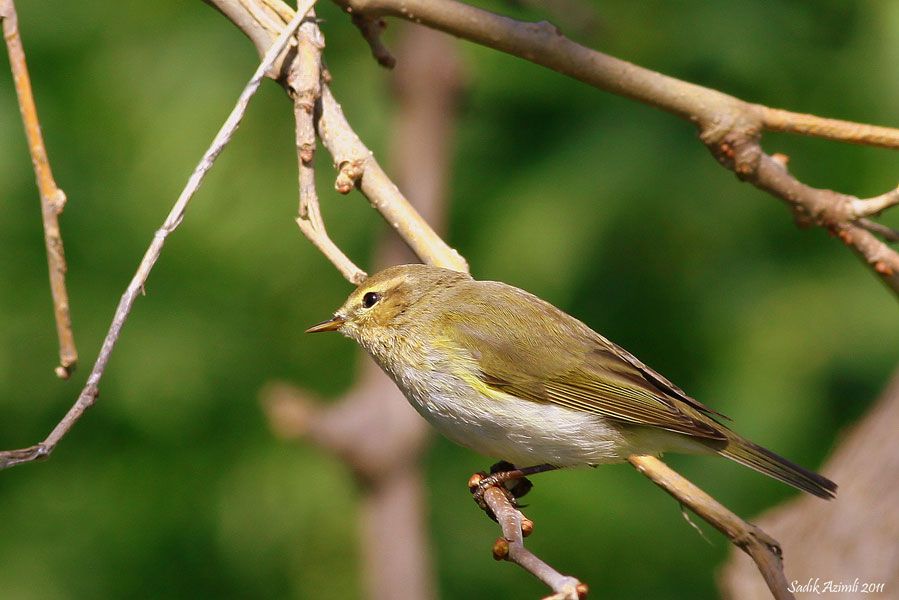 Common Chiffchaff
