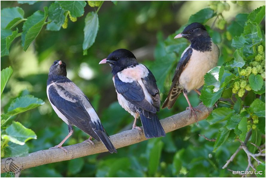 Rosy Starling