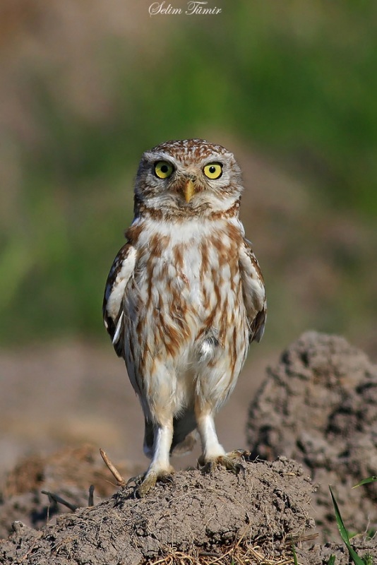 Little Owl