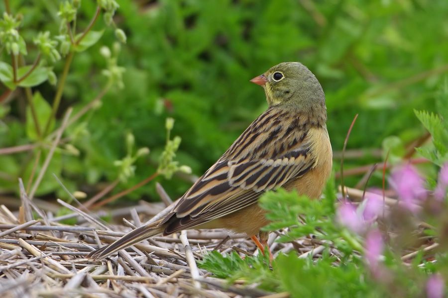 Ortolan Bunting