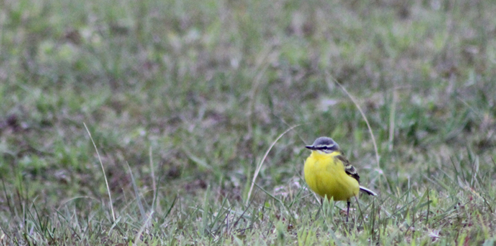 Western Yellow Wagtail