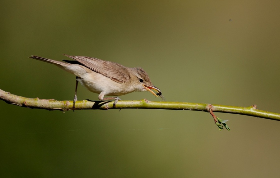 Eastern Olivaceous Warbler
